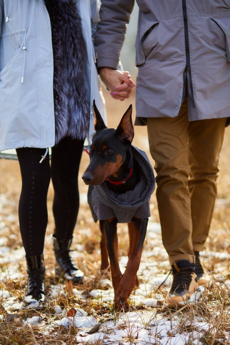 dobermana podczas rodzinnego spaceru w piękną pogodę